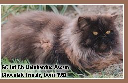 Chocolate persian cat