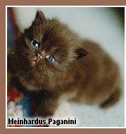 Chocolate persian kitten