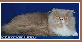 Lilac and white persian