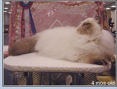 Cat show photo of New Destiny's Something In The Stars