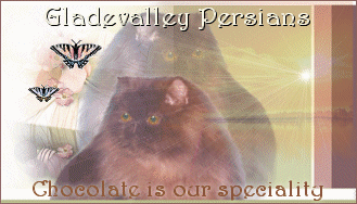 Chocolate Lilac Cat Breeders