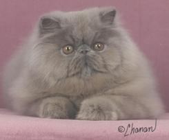 GC Odin Destiny, Lilac Persian