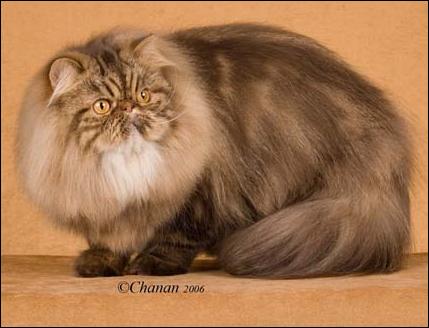 GC Gorbe Irani Rocky Road Of Jude, Chocolate Classic Tabby Persian, Male