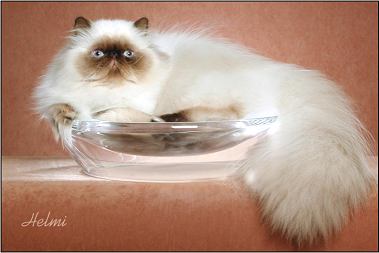 GC New Destiny's Something In The Stars, Chocolate Point, Male, Himalayan