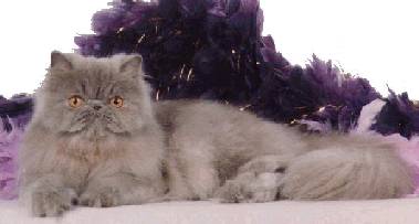 Foxy I Lav Lucy! of Pirayas,  Lilac Persian, Female