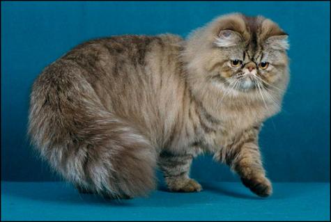 Featherland's Weird Science, Chocolate Mackerel Tabby Persian, Male