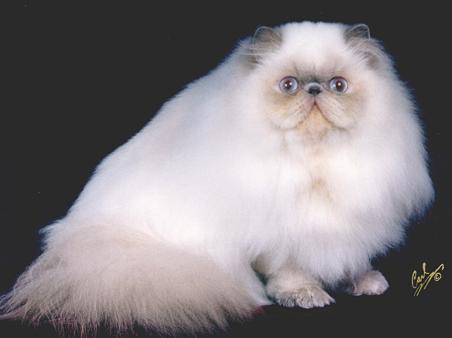 GC, RW Yo-Mans Amazing Grace, Lilac Point Himalayan