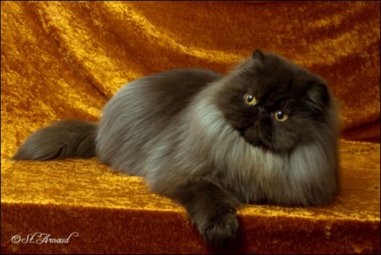 GC PatsQuats Kahlua (Chumley) Chocolate Persian