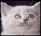 Cat breeders indexed by cat breeds