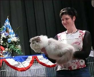 lilac-white Persian male "Jokercats Lilac Drops'n Candys