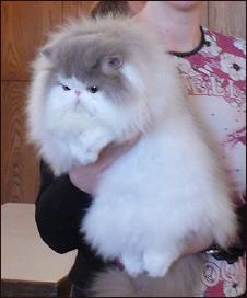 lilac-white Persian male "Jokercats Lilac Drops'n Candys