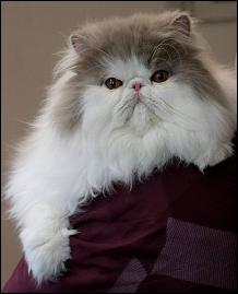 Jokercats Exotics Cattery