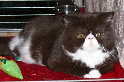 Chocolate & White Exotic male, Jokercats Chocolate Gianduja Best In Show