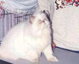 CH Tuleburg Violetta of Serafinaz, at Moorestown Cat Fanciers cat show