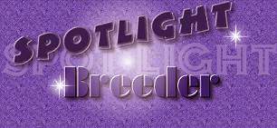 Spotlight on Tyland Persians