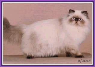 Tyland Cattery Chocolate Point Himalayan
