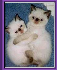 Tyland Cattery Chocolate Point Himalayan Kittens