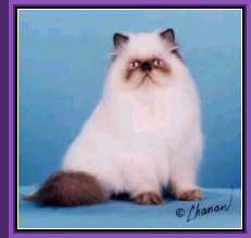 Chocolate point Himalayan
