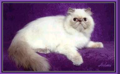 Lilac Point Himalayan