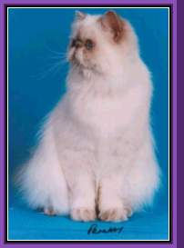 Lilac Point Himalayan