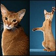 Aksum Abyssinian Cattery