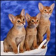 Aksum Abyssinian Cattery