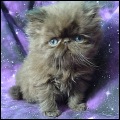 Alfenloch Himalayan Persian