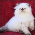 Alfenloch Himalayan Persian