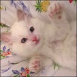 Angel Girl  Ragdoll kittens