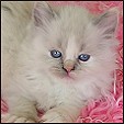 Angel Girls Ragdoll Cattery