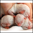 Angel Girl Ragdoll kittens
