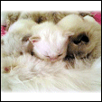 Angel Girl Ragdoll kittens
