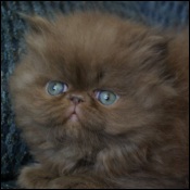 Archadtz Himalayans & Persians