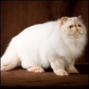 Archadtz Himalayans & Persians