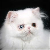 Archadtz Himalayans & Persians