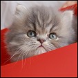 bella kittens