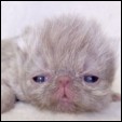Blaze Star Cattery