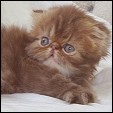 Blaze Star Cattery
