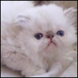 Blaze Star Cattery
