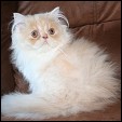 Buffalo Creek Farms Purrkitties