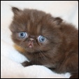 Purrkitties Cattery