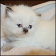 Click here to visit  Purrkitties