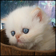 Buffalo Creek Farms Purrkitties