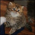 Buffalo Creek Farms Purrkitties