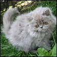 Buffalo Creek Farms Purrkitties