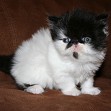 Buffalo Creek Farms Purrkitties