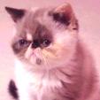 Click to view the Exotic Kittens List