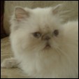 CatzR4me kittens for sale