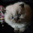 Chocolate Diamond Kittens
