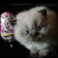 Chocolate Diamond Kittens